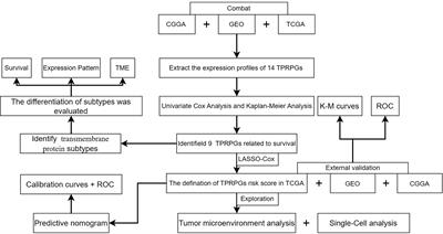 Illustrating the biological functions and diagnostic value of transmembrane protein family members in glioma